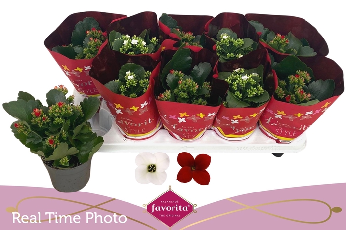 <h4>KAL EN GEM 2 KL</h4>