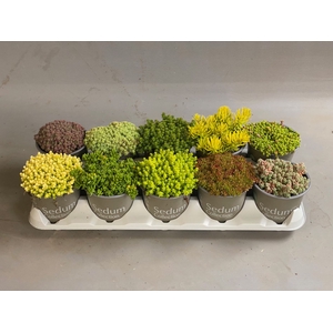 Sedum gemengd