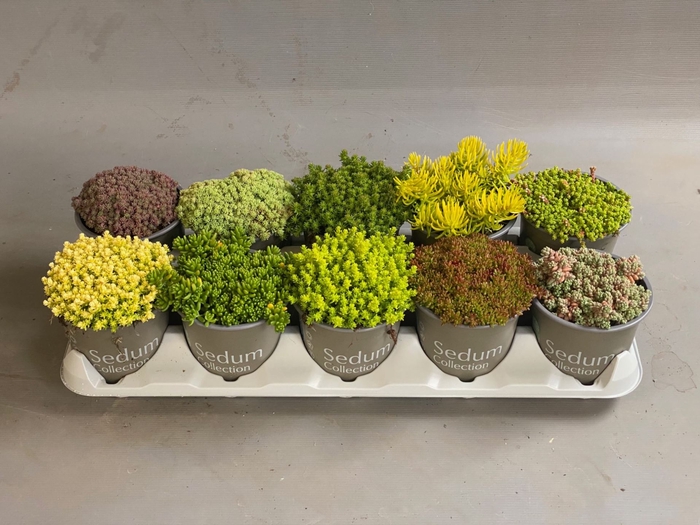 <h4>Sedum gemengd</h4>