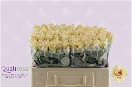 <h4>R GR QUICKSAND</h4>