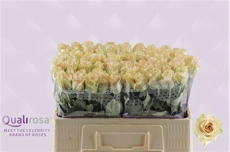 <h4>R GR QUICKSAND</h4>