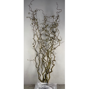 Corylus (2-Jarig)