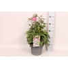 vaste planten 19 cm  Anemone Serenade 