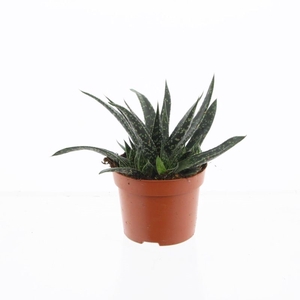 Gasteria Verrucosa