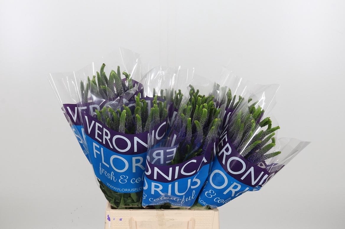 <h4>Veron Smart Diana</h4>