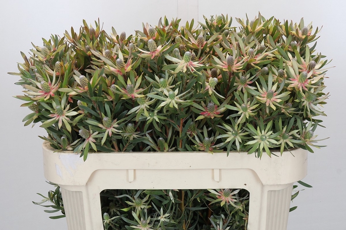 Leucadendron Ayoba Star Pearl