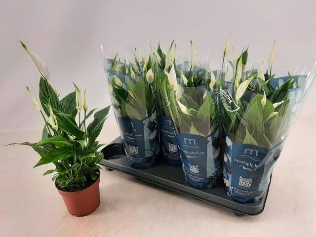 <h4>SPATH BELLINI</h4>