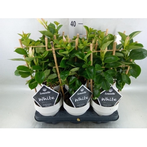 Mandevilla am. 'Sundav White'