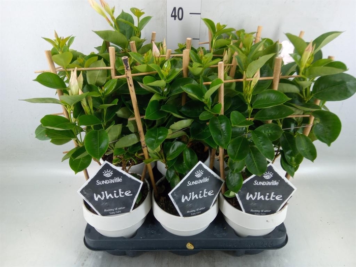 <h4>Mandevilla am. 'Sundav White'</h4>