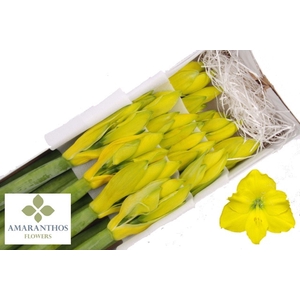 AMARYLLIS PAINT HIPP KLB H%