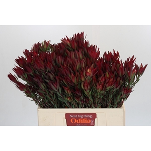 Leucadendron Blush Spray