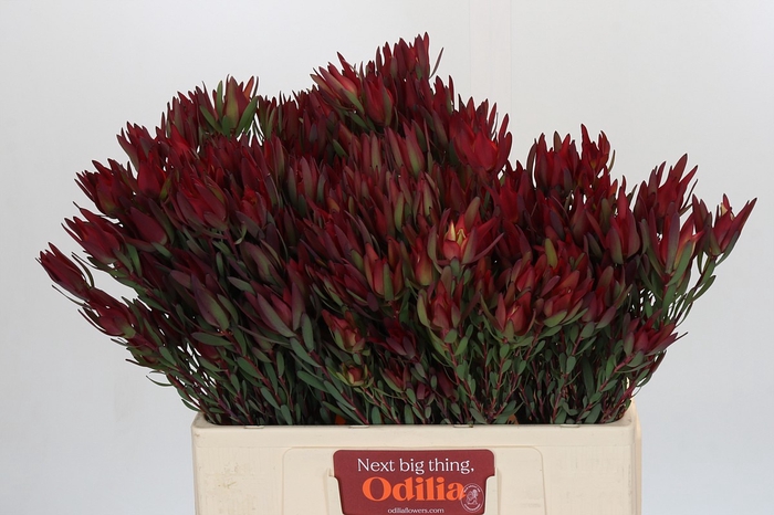 Leucadendron Blush Spray