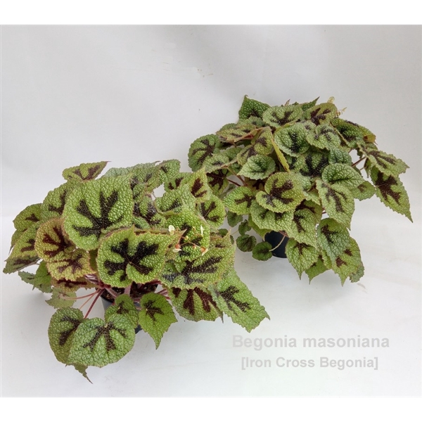 <h4>Begonia masoniana 14cm [original Iron Cross]</h4>