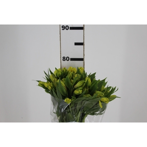 ALSTROEMERIA SUNNY LADY 080 CM