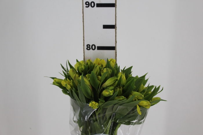 <h4>ALSTROEMERIA SUNNY LADY 080 CM</h4>