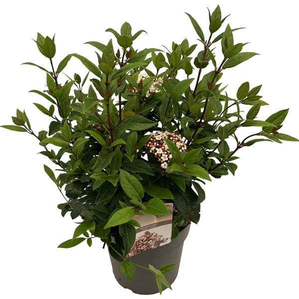 <h4>Viburnum tinus 'Spirit' sense</h4>