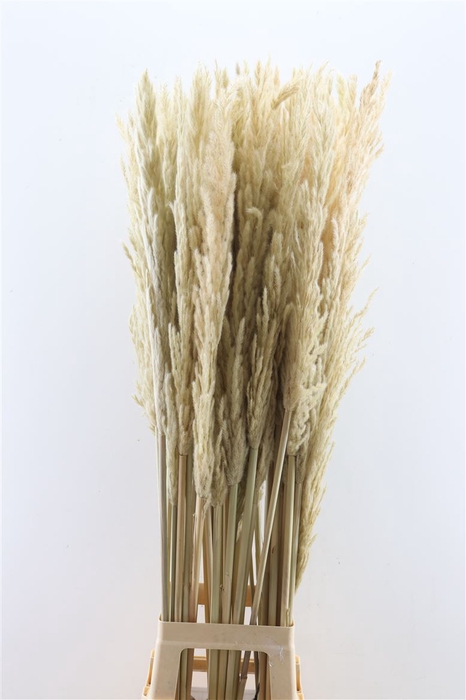 <h4>Dried Cortaderia Eryanthes Natural 125cm P Stem</h4>