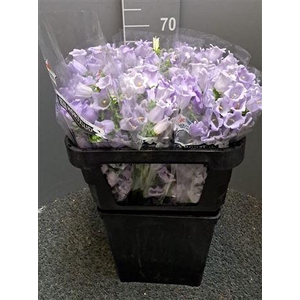 Campanula Lavande Lavanda