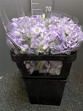 <h4>Campanula Lavande Lavanda</h4>