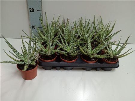 <h4>Aloe Ov</h4>