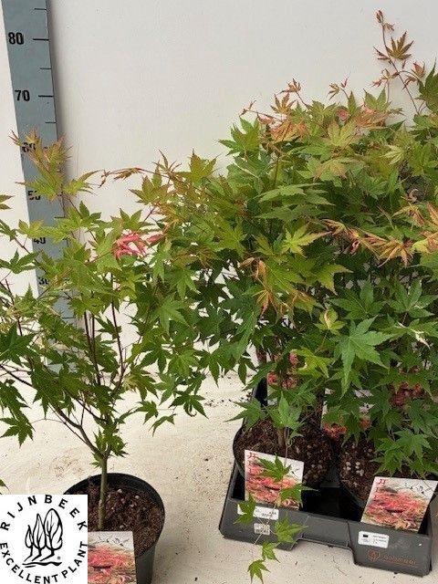 <h4>ACER PA ASAHI-ZURU</h4>