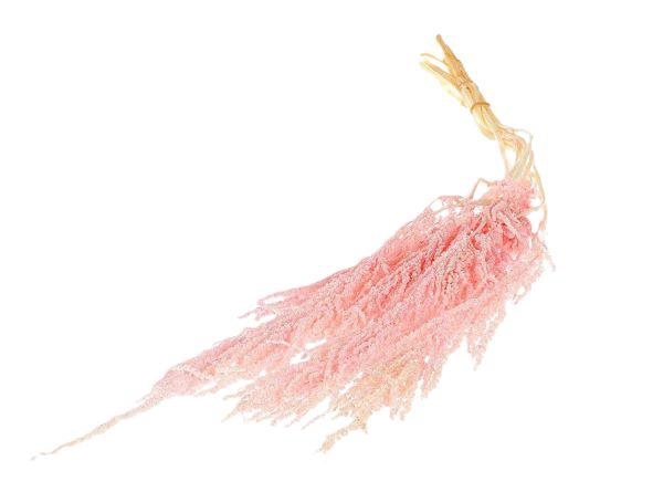 Bunch Amaranthus Caud. Pres 5pcs L90