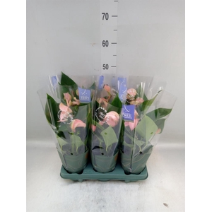 Anthurium andr. 'Joli Peach'