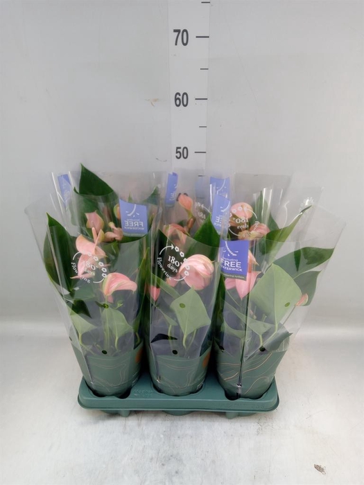 <h4>Anthurium andr. 'Joli Peach'</h4>