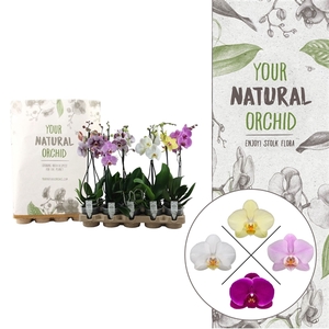 Your Natural Orchid | Eco mix 50cm | Phalaenopsis 2 spike