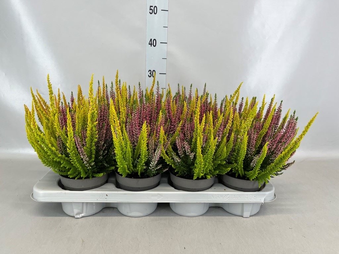 <h4>Calluna vulg. 'Beauty L'  ..mix</h4>