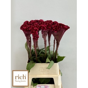 Celosia Turbo Scarlet Rich