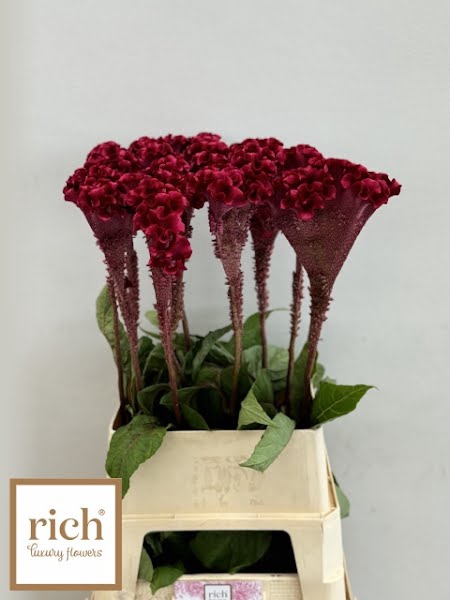 <h4>Celosia Turbo Scarlet Rich</h4>