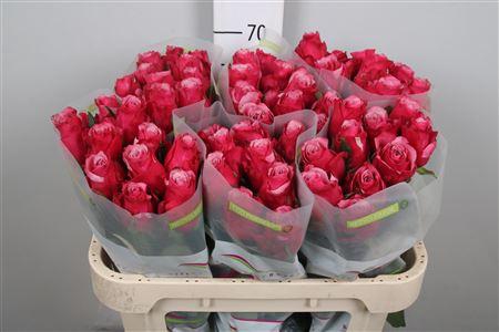 <h4>R Gr Elewana</h4>