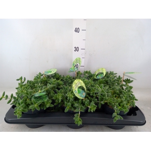 Delosperma echinatum