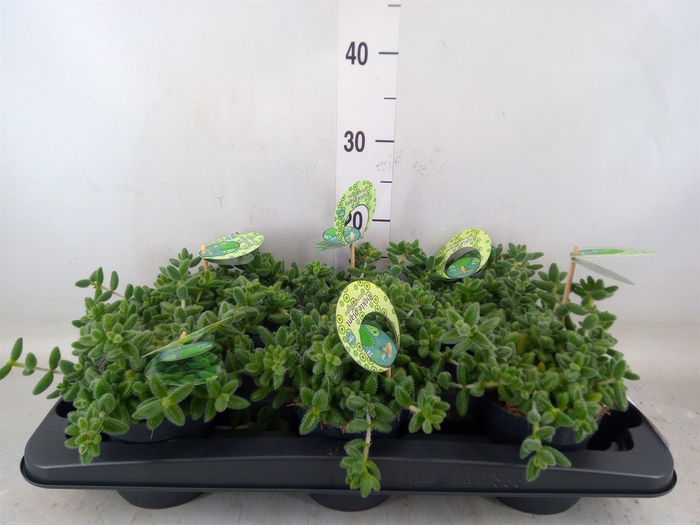 <h4>Delosperma echinatum</h4>
