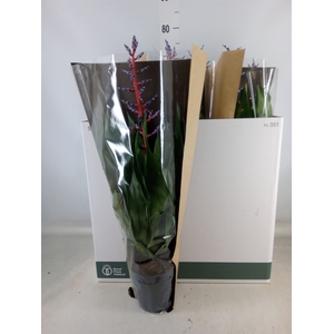 Aechmea  'Blue Rain'