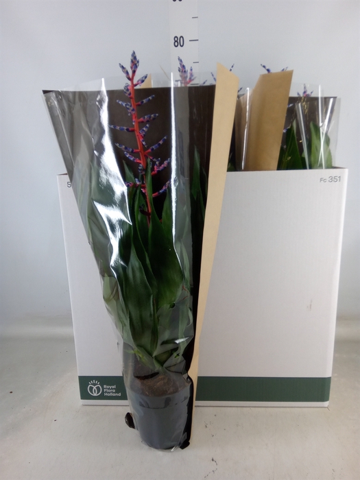 <h4>Aechmea  'Blue Rain'</h4>