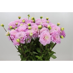 DAHLIA  'SWEET LOVE'