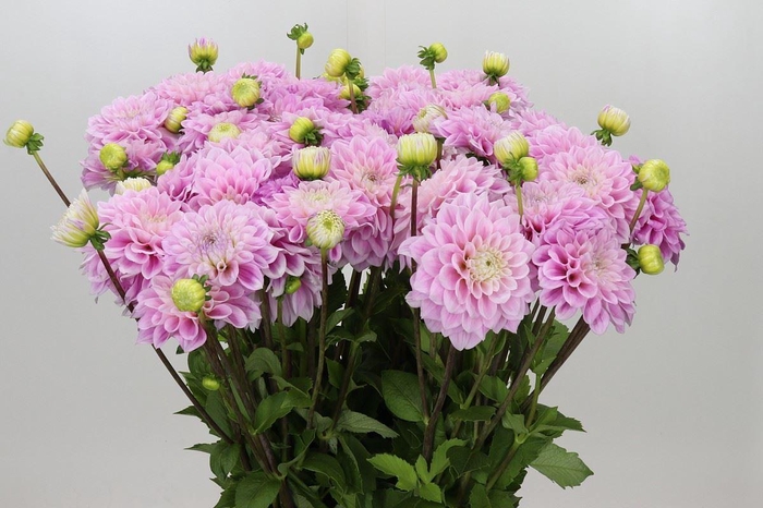 <h4>DAHLIA  'SWEET LOVE'</h4>
