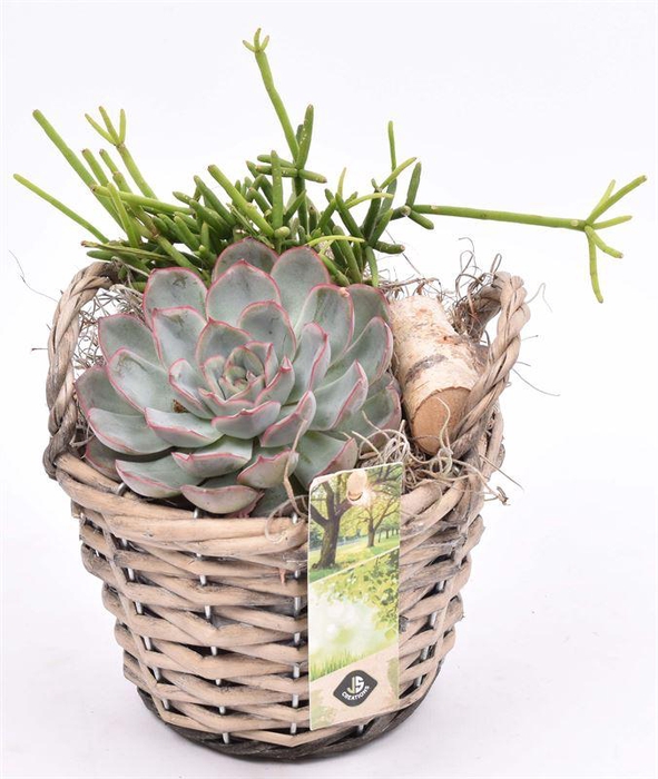 <h4>Wilg mand grijs met oor 14cm</h4>