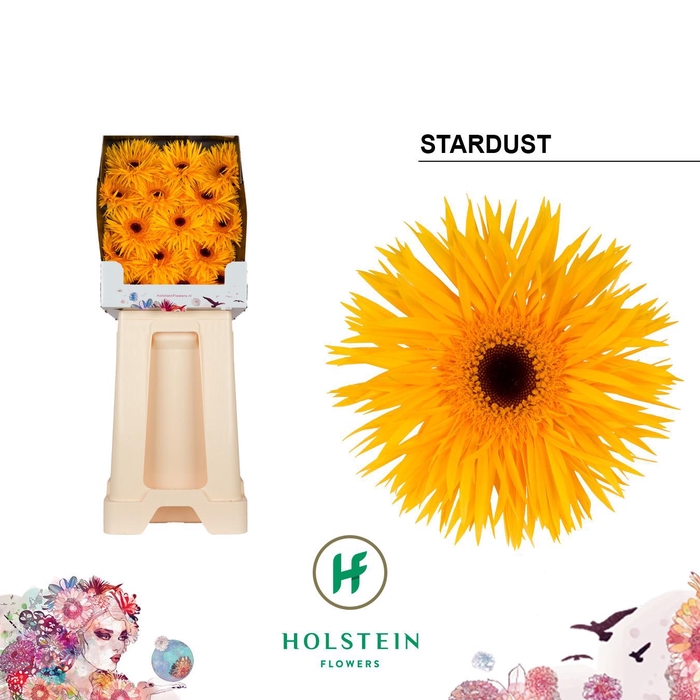 <h4>Ge Gr Stardust</h4>