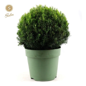 Taxus Collection Ball Ø45cm P32