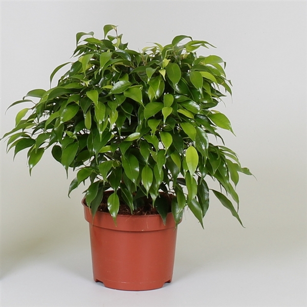 <h4>Ficus benjamina 'Green Kinky'</h4>