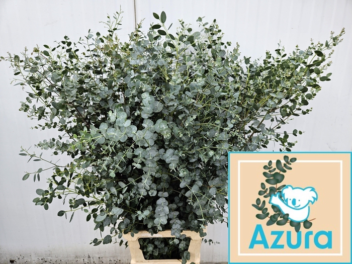 <h4>EUCA GU AZURA</h4>