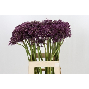 ALLIUM MIAMI