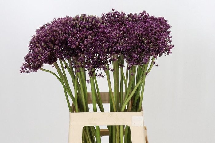 <h4>ALLIUM MIAMI</h4>