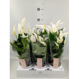 Anthurium  'Banderola Cava'