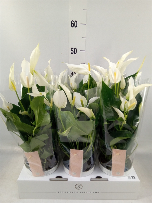 <h4>Anthurium  'Banderola Cava'</h4>