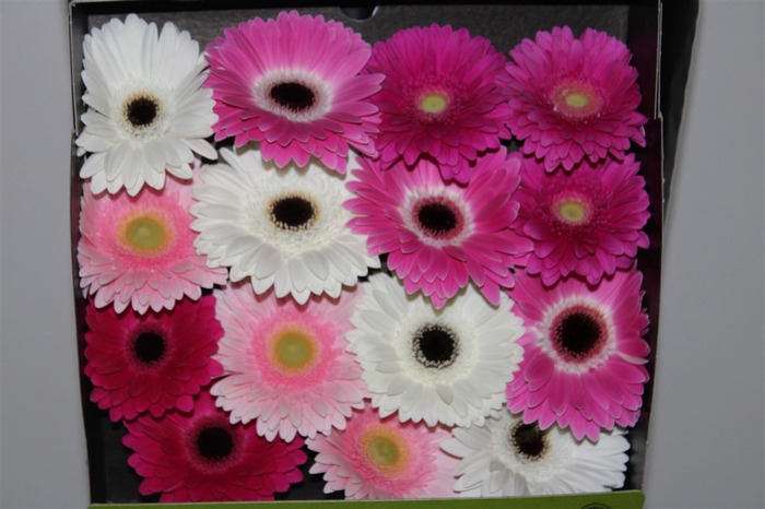 <h4>Gerb D Mixed Pink</h4>