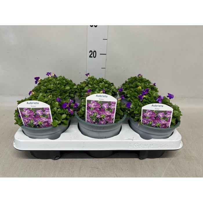 <h4>Aubrieta gracilis 'Kitte'</h4>